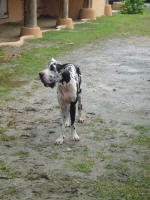 Blue, who appears to be the progeny of a disreputable hearthrug